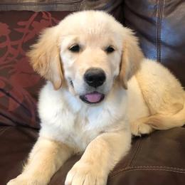 Goldendoodles and Golden Retrievers from Selah Springs Puppies
