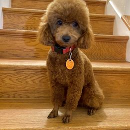 Poodle Puppies from Kinderpoodlesutah