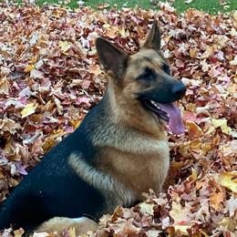 Rosa - German Shepherd