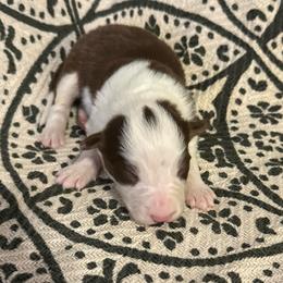 Legacy - White and red female Border Collie puppy in Mckinney, Texas from Border Collies of Ruidoso