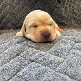 Peach collar - Yellow female Labrador Retriever puppy in Big River, California from Cozy Acres Farm Labradors