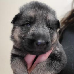 Yellow - Black and red male German Shepherd puppy in Coatesville, Pennsylvania from Jessica's German Shepherds