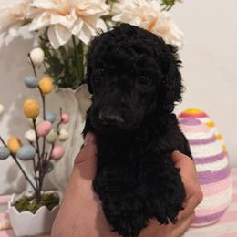 Max - Black male Poodle puppy in Roseville, California from Aura & Luxe Poodles
