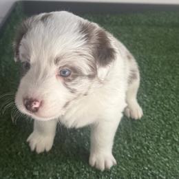 Australian Shepherd Puppies from White Oak Aussies