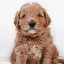 Lovey - Apricot female Goldendoodle puppy in Spartanburg, South Carolina from Sunset Cove Goldendoodles