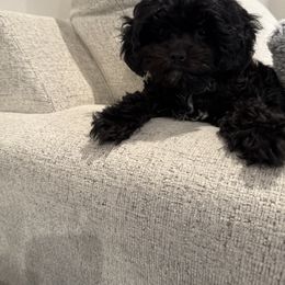 Cavapoo Puppies from Hales Wagging Tails