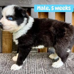 Blue collar - Black and white male Yakutian Laika puppy in Bethel, Ohio from Caldersong Kennels