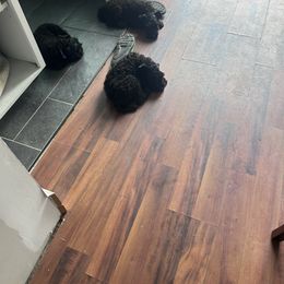 Kerry Blue Terrier Puppies from Eirebear Kerry Blue Terriers