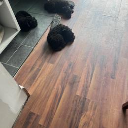 Kerry Blue Terrier Puppies from Eirebear Kerry Blue Terriers