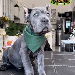 Armor - Gray brindle male Cane Corso puppy in Kent, Washington from Grande Kennels