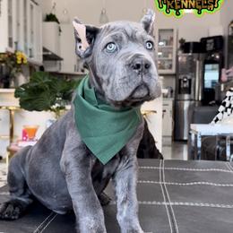 Armor - Gray brindle male Cane Corso puppy in Kent, Washington from Grande Kennels