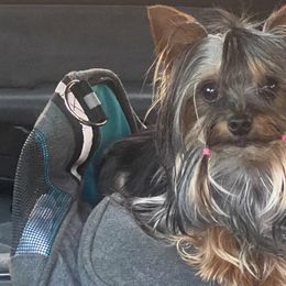 Chihuahua and Yorkshire Terrier All Grown Up from CoolMissLLC