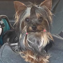 Chihuahua and Yorkshire Terrier All Grown Up from CoolMissLLC