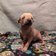 Noel - Palomino Xoloitzcuintli puppy in Arkansas from Silver Lining Kennel