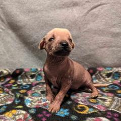 Noel - Palomino Xoloitzcuintli puppy in Arkansas from Silver Lining Kennel