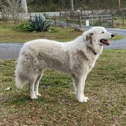 Anatolian Pyrenees from Melody Acres Farm