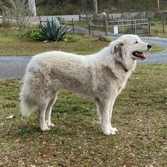 Anatolian Pyrenees from Melody Acres Farm