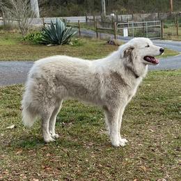 Anatolian Pyrenees from Melody Acres Farm