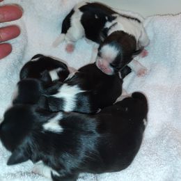 Shih Tzu Puppies from Ashkay Shih-tzus