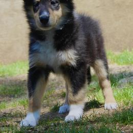 Ninja - Black white and tan female Collie puppy in Mattoon, Illinois from Gold Leaf Collies