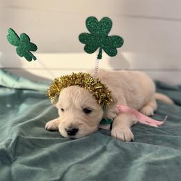 Pastel Pink - Light golden female Golden Retriever puppy in Brewster, Washington from AB & Co. Goldens