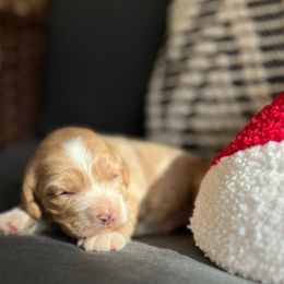 Puddin' - Buff and white male Cockapoo puppy in Alexandria, Alabama from Bright and Beautiful Cockapoos and Doodles