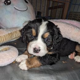 Bernese Mountain Dog Puppies from Baby Bear Bernese Kennel