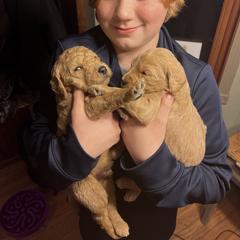 Double Doodle Puppies from Dog Paw Doodles