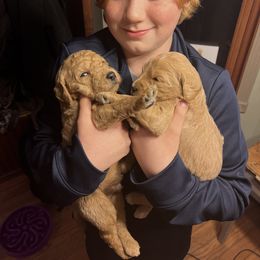 Double Doodle Puppies from Dog Paw Doodles