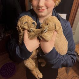 Double Doodle Puppies from Dog Paw Doodles