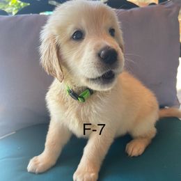 Light green - Light golden female Golden Retriever puppy in Coppell, Texas from Emily Goetting