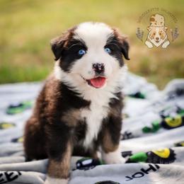 Cow - Black tri-color male Australian Shepherd puppy in Buena Vista, Colorado from Wigglebutts Unlimited