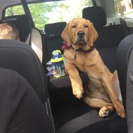 Labrador Retriever All Grown Up from Olmstead Labradors