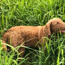 Chesapeake Bay Retrievers from Broken Wagon Farms