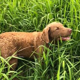 Chesapeake Bay Retrievers from Broken Wagon Farms