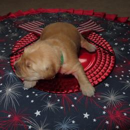 Mr. Freedom - Light golden male Golden Retriever puppy in Cabot, Vermont from McClure's Countryside Enterprises