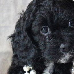 Cavalier King Charles Spaniels from Penny and Friends Kennel
