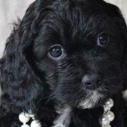 Cavalier King Charles Spaniels from Penny and Friends Kennel