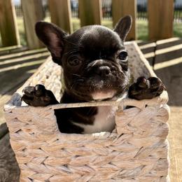 Nebula - Black and white female French Bulldog puppy in Greenfield, Missouri from Hope Mountain French Bulldogs