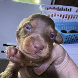 Tanner - Chocolate and tan male Dachshund puppy in Mayport, Pennsylvania from PA's Darling Doxies