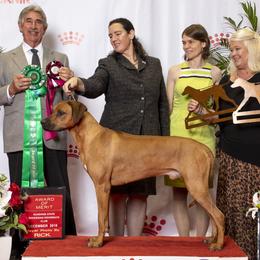 Rhodesian Ridgebacks from Oluchi Hounds