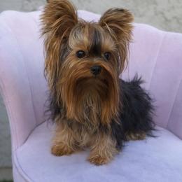 Max - Yorkshire Terrier