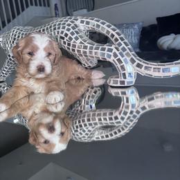 Girl 1 - Red  female Goldendoodle puppy in Fort Myers, Florida from Gandystailsofjoy