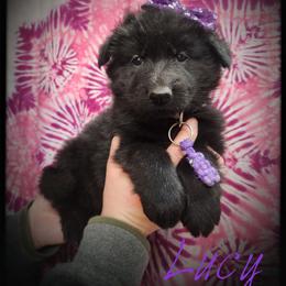 Lucy - Black female German Shepherd puppy in Fort Jennings, Ohio from Von Holtzapple German shepherds