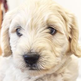 Waffles (blue boy) - Cream male Goldendoodle puppy in Loveland, Ohio from Timberidge Goldendoodles