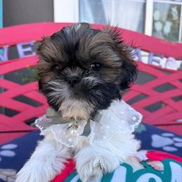 Ryan - Black gold and white male Shih Tzu puppy in Hemet, California from Aloha Shih Tzu
