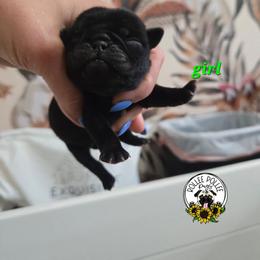 Black girl 1 - Black female Pug puppy in Keysville, Georgia from Rollee Pollee Pugs