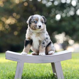 Monroe - Blue merle female Miniature Australian Shepherd puppy in White Oak, Texas from Triple Lake Ranch Miniature Australian Shepherds