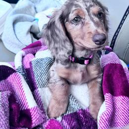 Dachshund Puppies from Catt Farms Longhaired Dachshunds