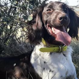 Kleine Munsterlanders from von den Wildblumen Kennels